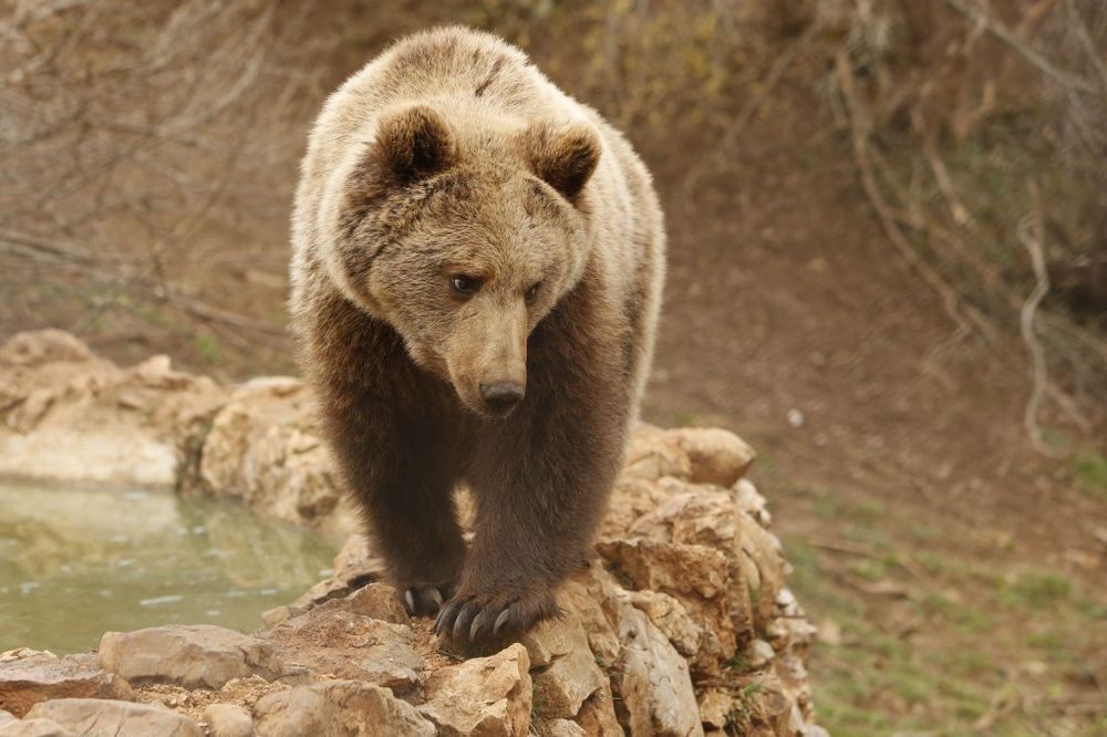 MEDA KONAČNO KOD KUĆE: Siroče mrkog medveda vraćeno u Tutin!