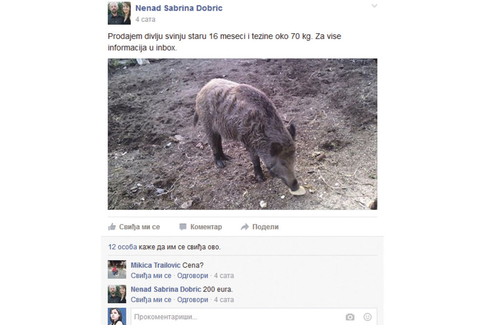 OGLAS NA FEJSBUKU: Prodajem divlju svinju za 200 evra
