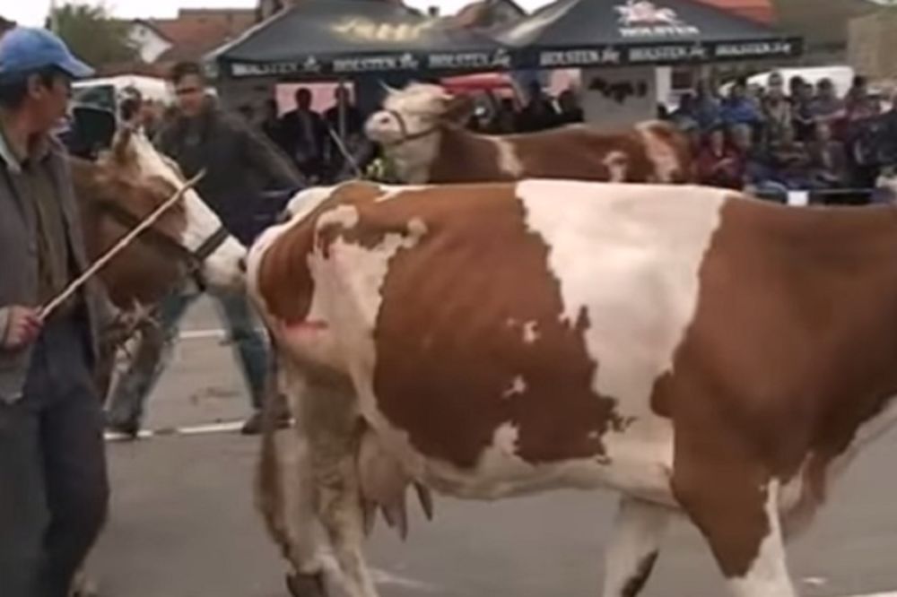 LEPOTICA: Krava Tina pobednik sajma simentalki u Belušiću