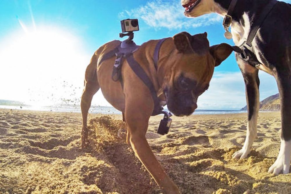TAJNI AGENTI KOJI LAJU: Psi sa kamerama na leđima postaju vojni špijuni