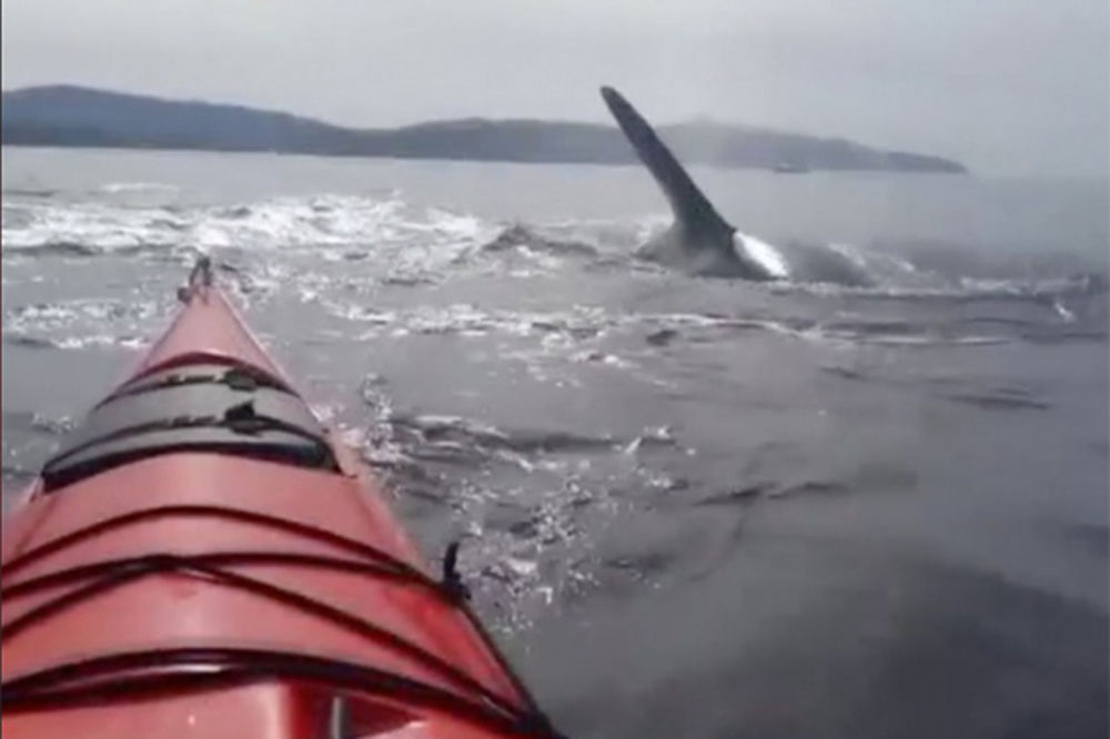 (VIDEO) ZASTRAŠUJUĆE: Devojke vrište u kajaku, kitovi ubice oko njih!