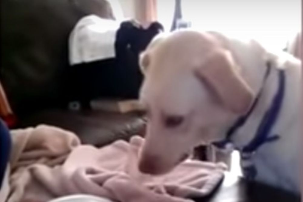 (VIDEO) PAS PREUZEO ULOGU MAME: Pogledajte snimak na kom pas pokriva bebu koja pokušava da zaspi