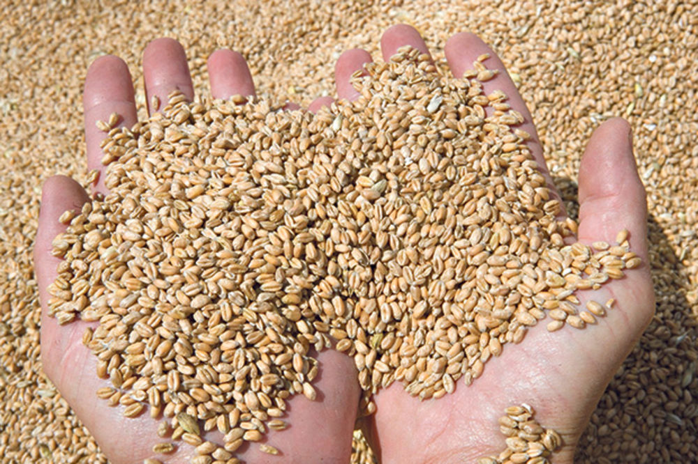 SOLIDAN PRINOS ALI SLABA VAJDA: Ove godine proizvodnja pšenice za mnoge neisplativa
