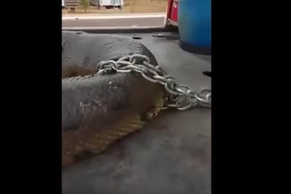 (VIDEO) SVE ŠTO STE DO SADA VIDELI JE GLUPOST: Ovo je najveća zmija monstrum na svetu!