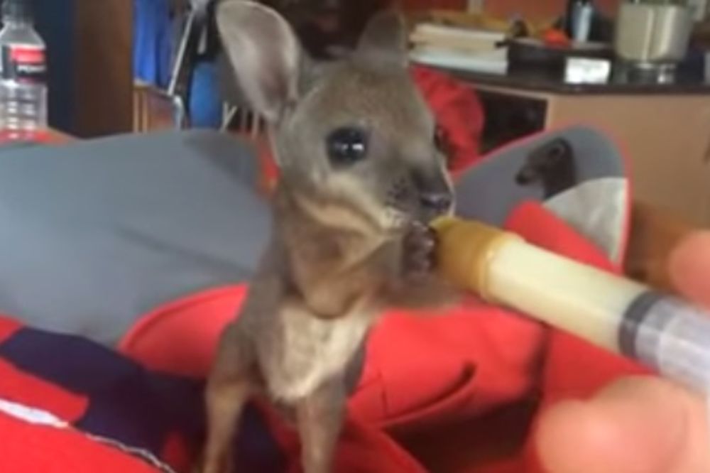 VIDEO KOJI JE OSVOJIO SVET: Jedva preživela beba kengur jede svoj prvi obrok