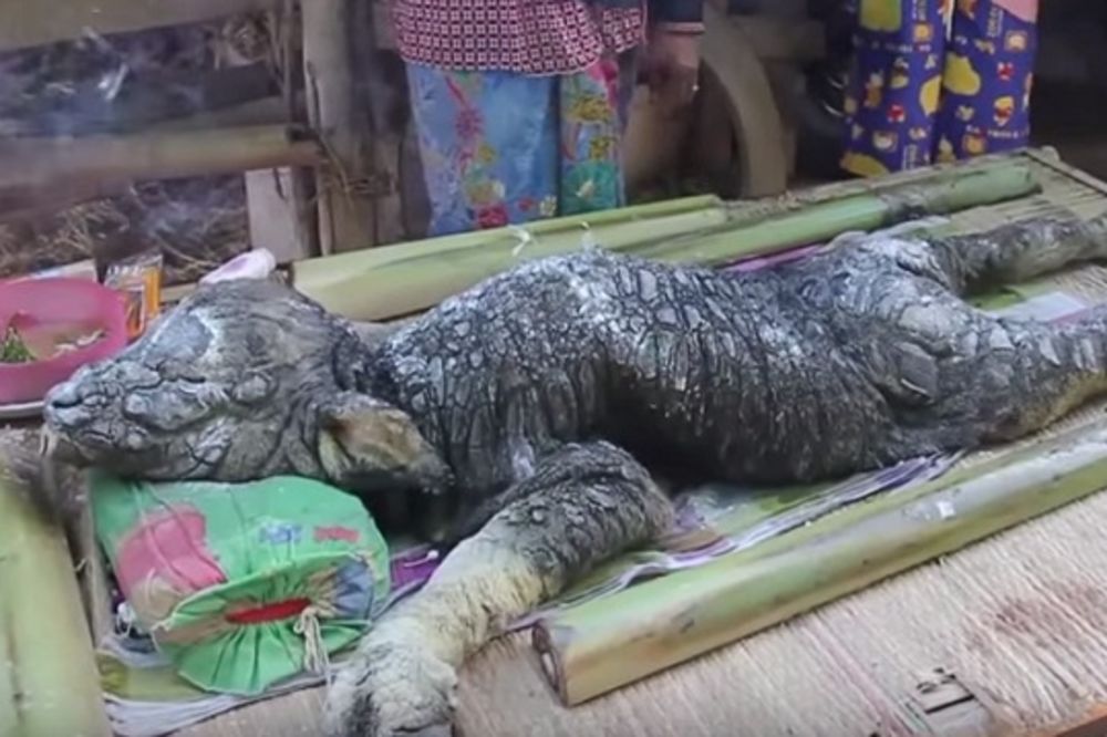 (VIDEO) BIZARNO: Rodio se mutant, pola tele, pola krokodil?!
