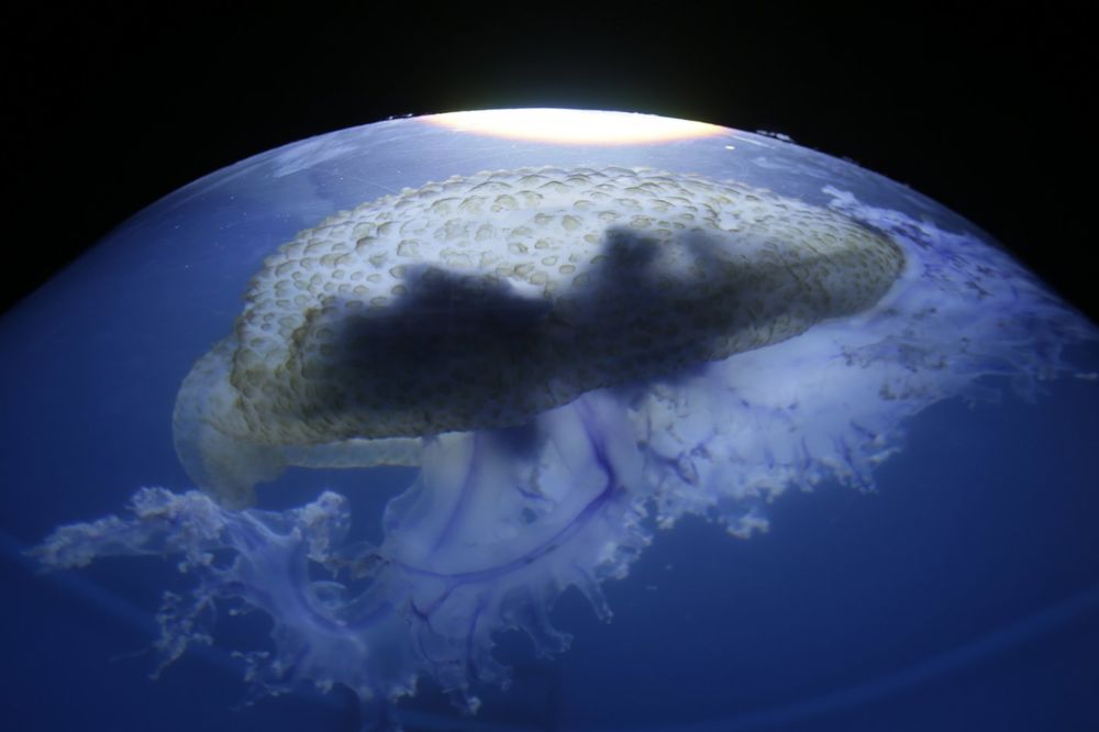 ZBOG OVOG NIKAD NE PLIVAJTE NOĆU: Turistkinju (20) ubila meduza smrti