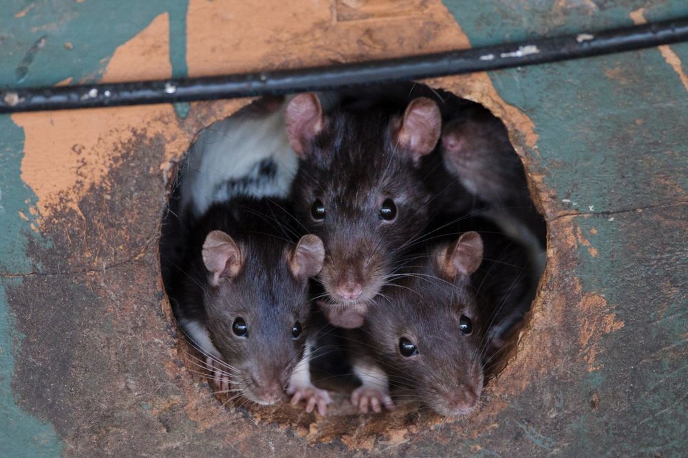 FUJ: Kraljevački mališani u igraonici našli mrtvog pacova!