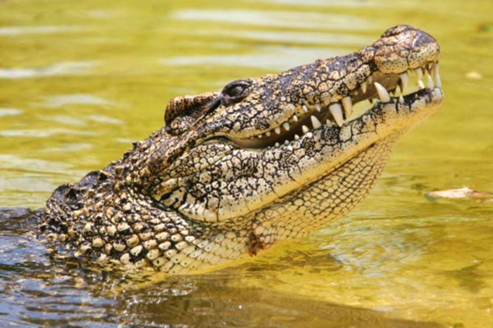 ZNATE LI KO JE KO: Umete li da razlikujete krokodila i aligatora?