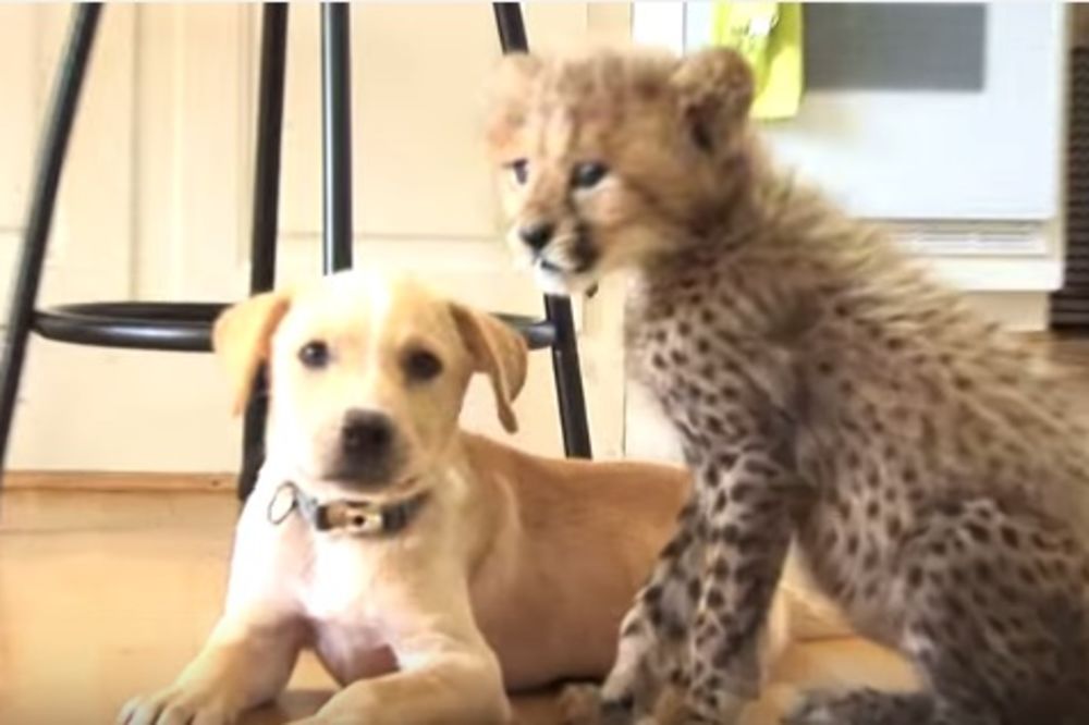 (VIDEO) OVO JE APSOLUTNI HIT NA INTERNETU: Prijateljstvo geparda i labradora će vas oduševiti