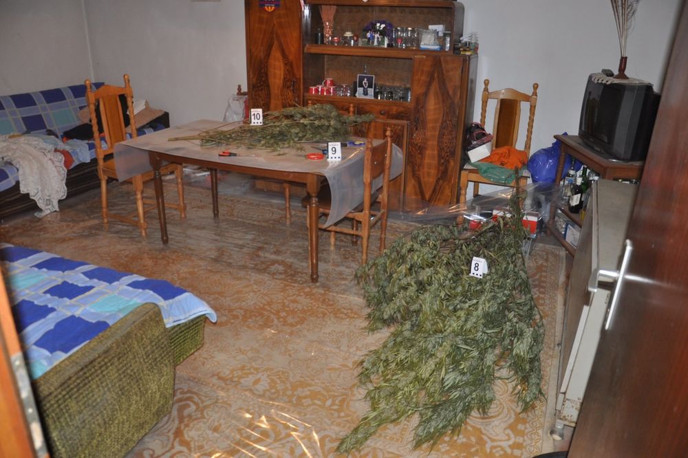 (FOTO) AKCIJA NIŠKE POLICIJE: Pretresom stana zaplenjeno 83 kg marihuane, uhapšeno troje!