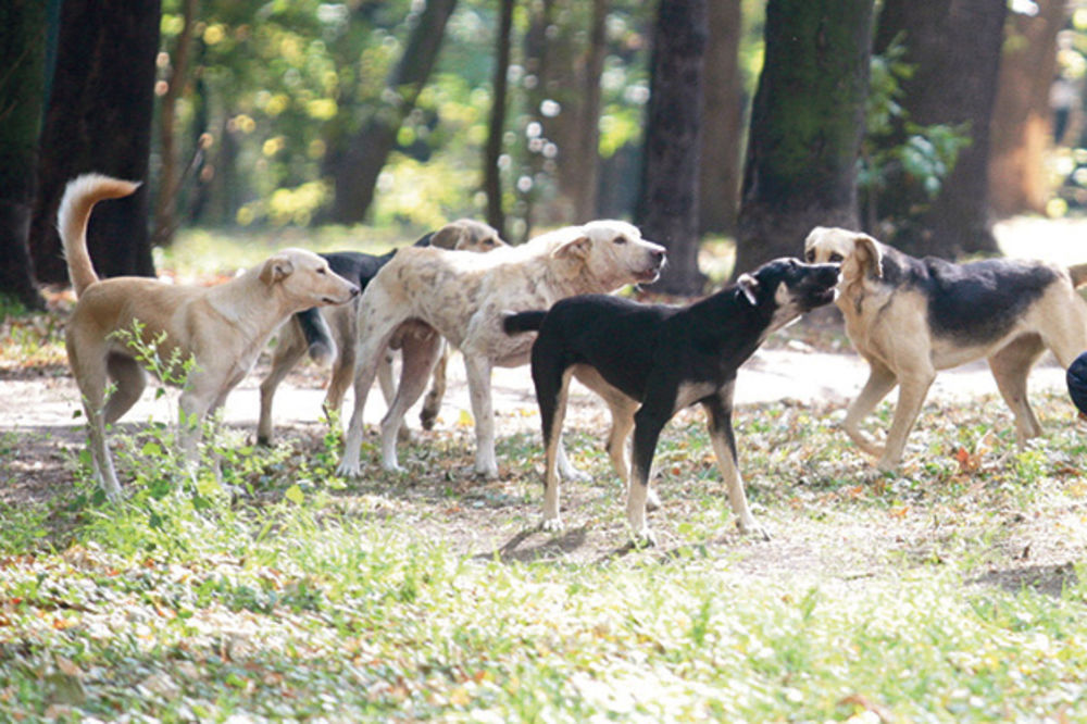 PANIKA: Psi lutalice terorišu Nišlije