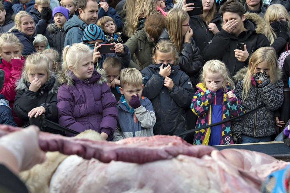 (UZNEMIRUJUĆE) KAKVA EDUKACIJA: Danski zoo vrt pred decom secirao lava!