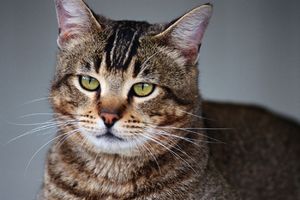 UZBURKANA ŠTITNJAČA: Svaka deseta mačka boluje od hipertireoidizma, evo kako možete da joj pomognete