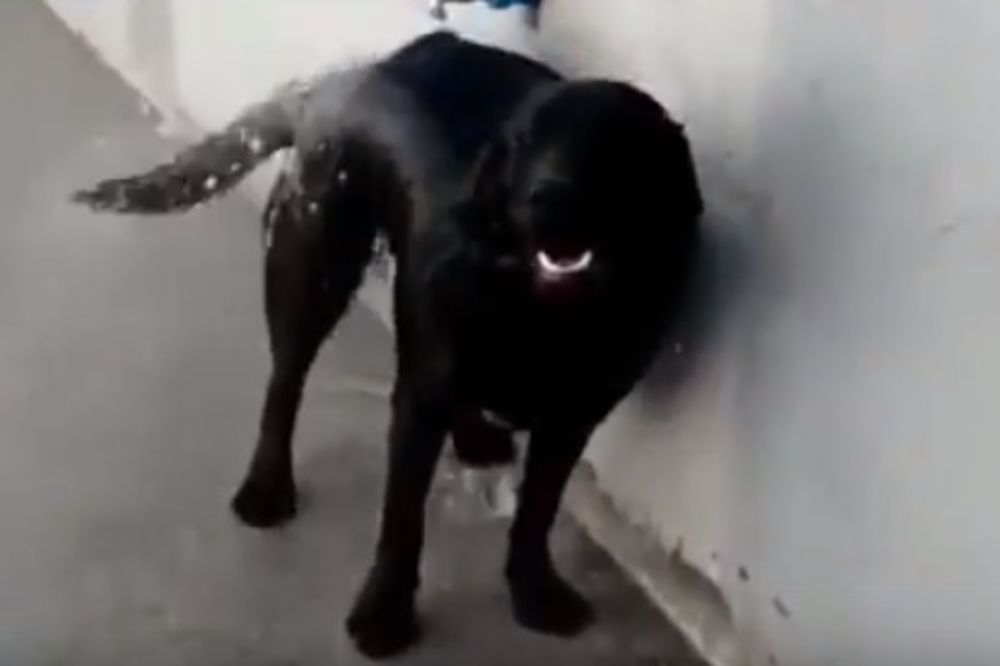 (VIDEO) PAMETAN PAS: Ovaj labrador je naučio kako da pusti vodu da bi se okupao