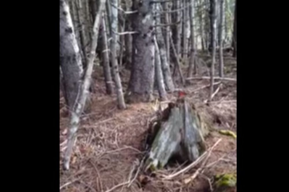 (VIDEO) NEVEROVATAN SNIMAK: Šuma je oživela!