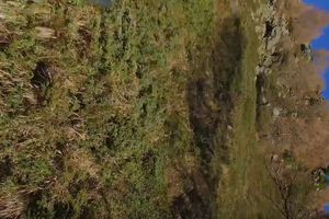 (VIDEO) VREME JE ZA RUČAK: Dva orla srušila dron jer su mislili da je to njihov ulov
