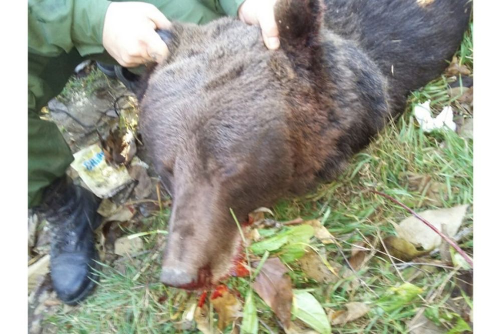 (VIDEO) TUGA I SRAMOTA: Pogledajte kako su Banjalučani ubili medveda, iako je zakonom zaštićen