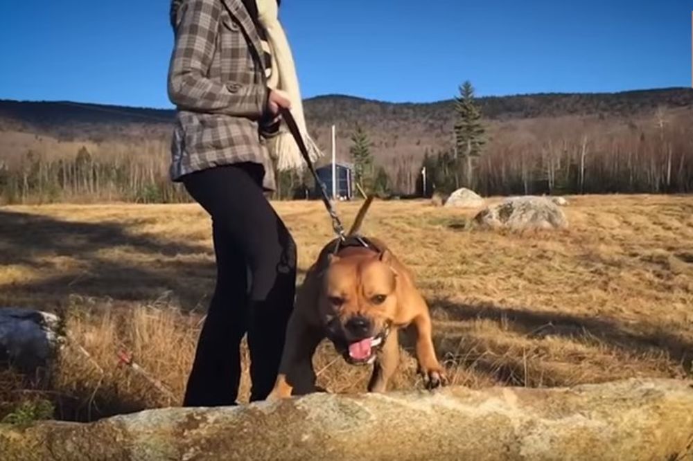 (VIDEO) ŠTA SVE MOŽE JEDAN PIT BUL TERIJER? Ovo je najopasniji pas čuvar na svetu!