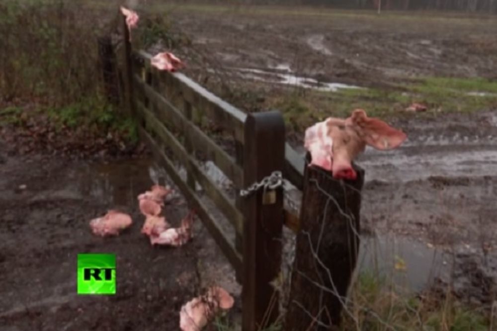(VIDEO) IZ HOLANDIJE S MRŽNJOM: Migrante dočekali svinjskim glavama na ulazu u logor!