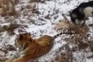 (VIDEO) TREBAO JE DA GA POJEDE ZA VEČERU: Tigar i jarac postali prijatelji!
