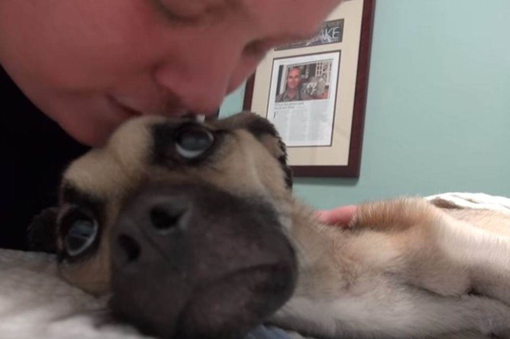 (VIDEO) Vlasnik je psa namerno izgladnjivao do smrti, ali onda se desilo čudo