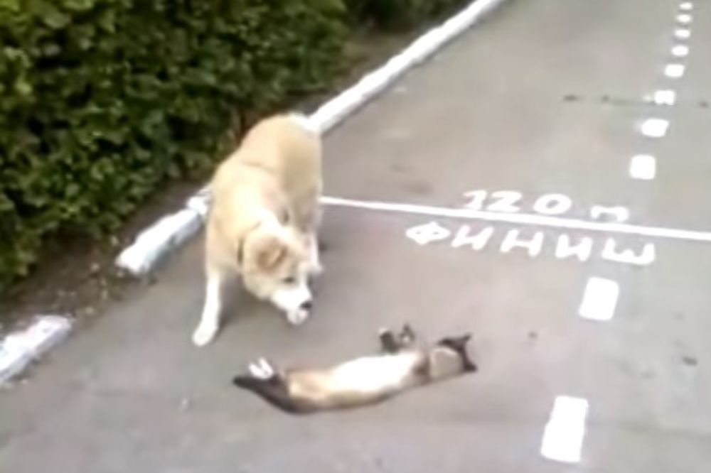 (VIDEO) HIT: Ova mačka se pravi da je mrtva kako bi izbegla napad psa