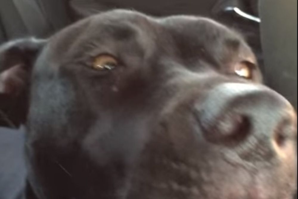 (VIDEO) OBOŽAVA DA PEVA: Ovaj pas svoje emocije iskazuje kroz pesme Adel