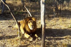 (VIDEO) BEZ NJE NIJE KRALJ DŽUNGLE: Pogledajte koga se lav najviše plaši