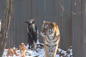 (VIDEO) HOĆE LI OPSTATI OVO PRIJATELJSTVO: Sibirski tigar i koza postali najbolji drugari