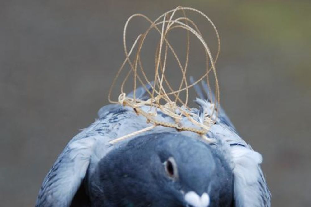 (FOTO) ALARMANTNO: Žrtvuju golubove da ubiju sokolove kojih je sve manje u Srbiji
