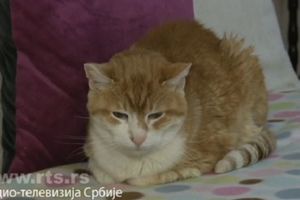 PROSLAVIO 23. ROĐENDAN Upoznajte Garfilda s Novog Beograda, najstarijeg mačka u Evropi