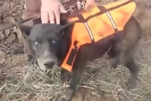 (VIDEO) BRAVO, BRAVO: Iz Sarajeva došao u Bijeljinu i spasao slepog psa iz bunara!