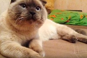 NE MOŽE DA KRADE KAO DRUGI: Žitelji sibirskog grada hoće ovog mačka za gradonačelnika