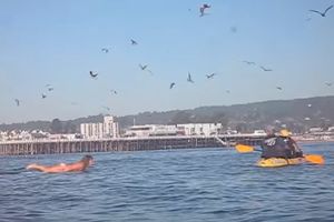 (VIDEO) Ptice su joj davale znak da izađe iz vode, a onda se dogodilo ovo