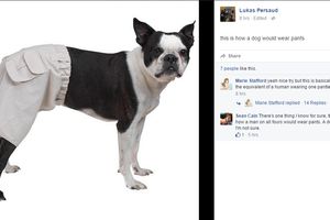 (FOTO) VREME JE ZA OZBILJNO PITANJE: Kako bi pas trebalo da nosi pantalone?