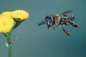 SLEPI PUTNIK: Avion kasnio četiri sata zbog pčele
