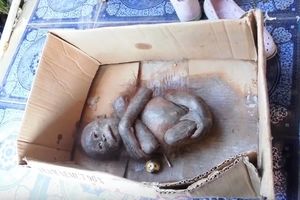 (VIDEO) OSTAVILI SU GA DA UMRE U KUTIJI: Mali orangutan nije ni sanjao šta ga čeka nakon oporavka