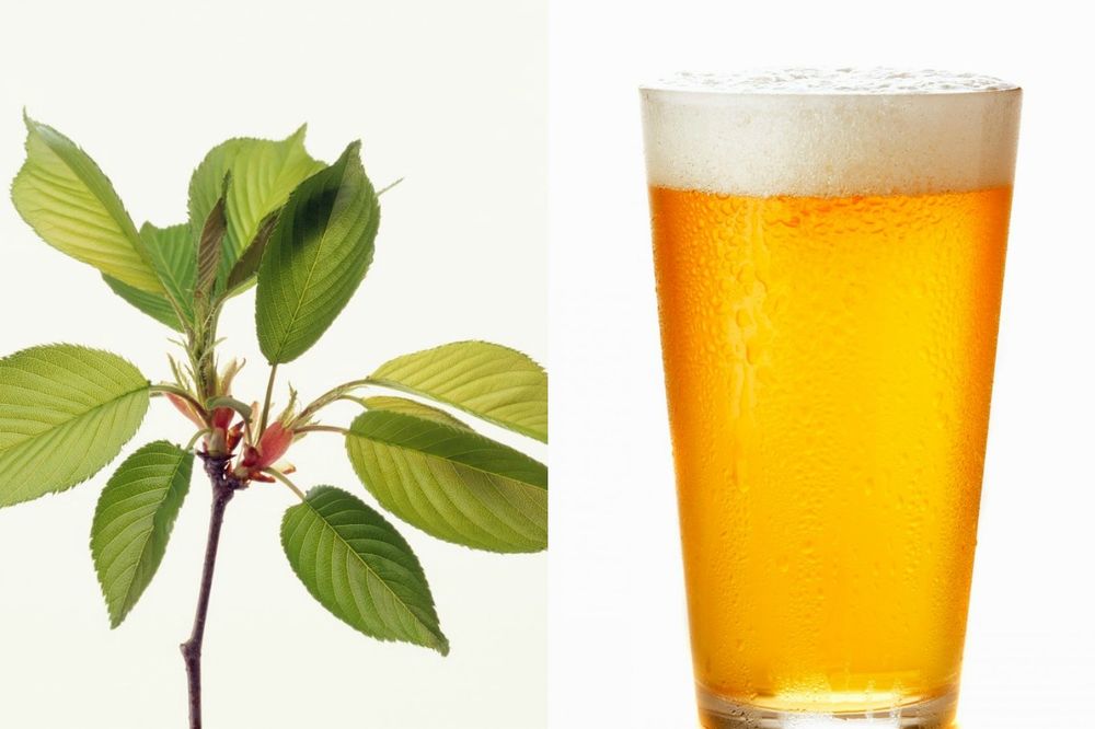 NEVEROVATAN PRIRODAN RECEPT: Skuvajte listove višnje sa pivom i dejstvo napitka će vas oduševiti