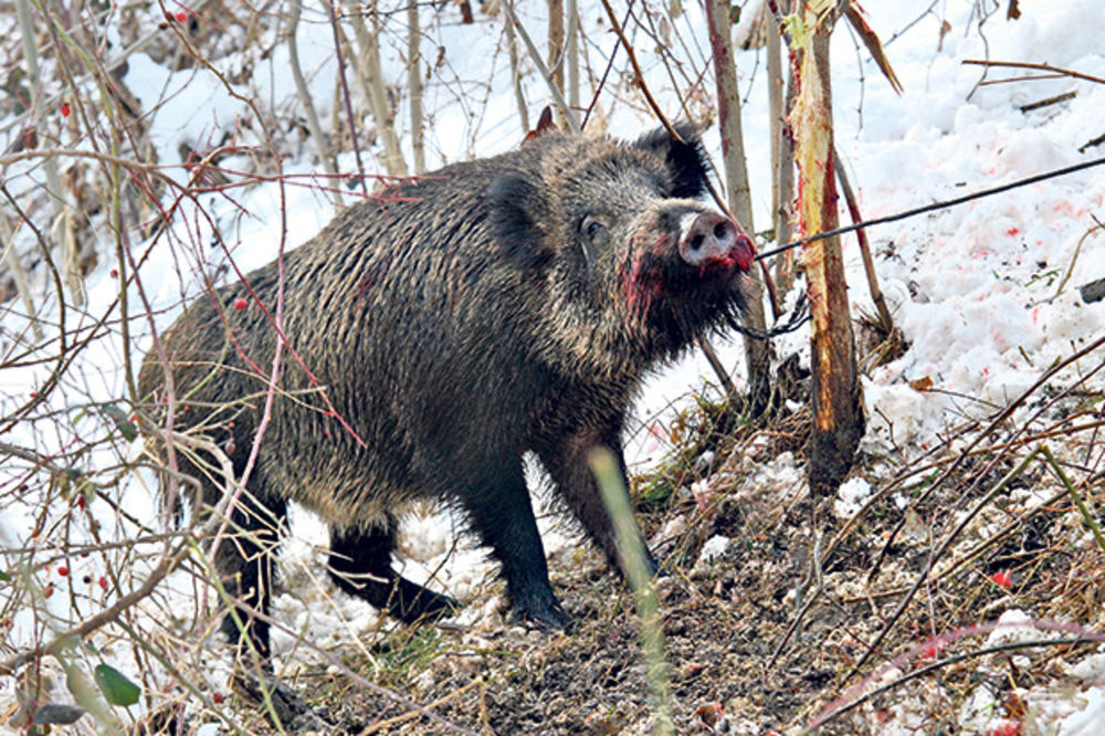 HAOS U ČAJETINI: Lovci pravili kobasice od divljači pa se trihinelom zarazilo 500 ljudi