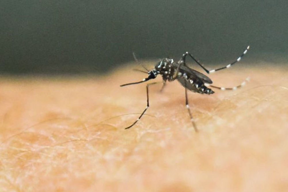 ZAVERA Frensis Bojl: Zika virus je opako biološko oružje