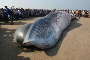 (VIDEO) JOŠ JEDNA TRAGEDIJA KRALJEVA MORA: Na obali Indije nasukao se kit dug 10 metara