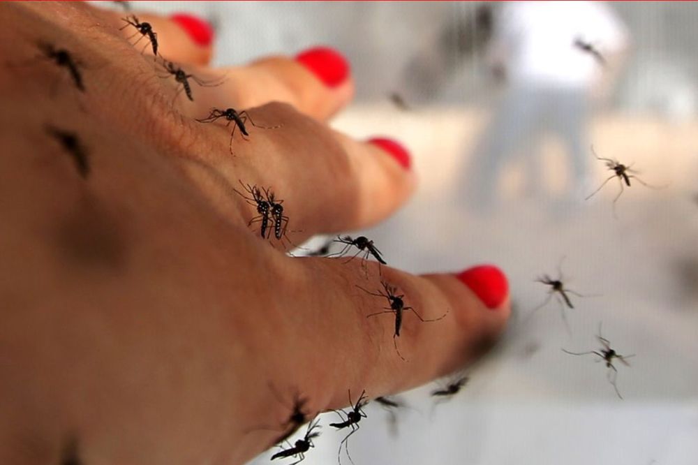 ZIKA VIRUS PRETI HRVATSKOJ: Opasni komarci su tu, epidemija moguća već na proleće!