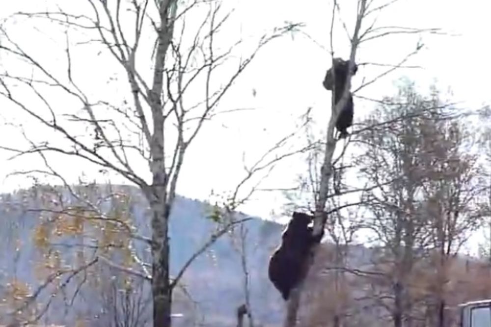 (VIDEO) SLUČAJNO OTVORIO PROZOR I VIDEO OVO: Bežao od medveda pa se popeo na drvo, ali...
