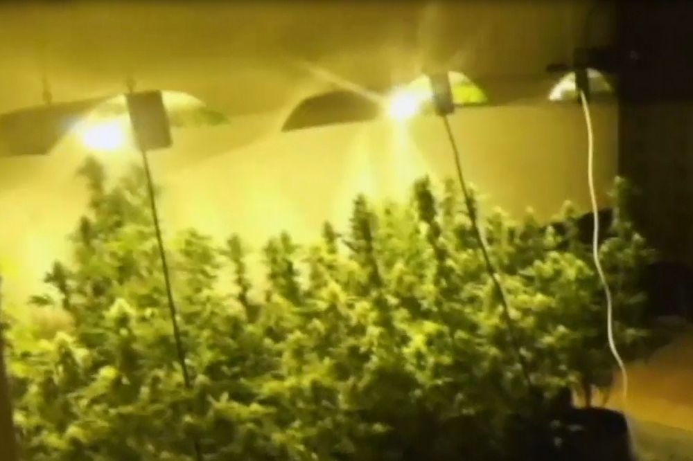 (VIDEO) U AKCIJI BG POLICIJE UHAPŠENA GRUPA: Otkrivena laboratorija i zaplenjena marihuana
