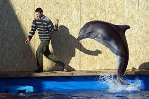 RUSKA VOJSKA DOBIJA NEOBIČNO POJAČANJE: Unajmljuju delfine za pronalaženje podmornica