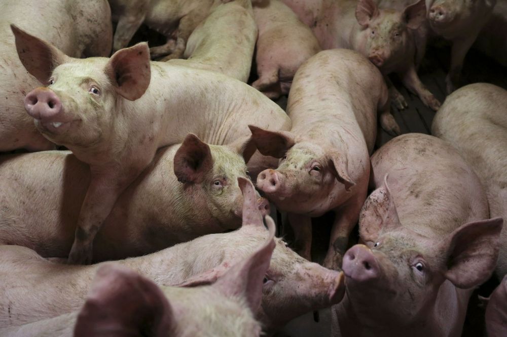 TUŽAN PRIZOR KOD ZRENJANINA: Poljočuvari danas pronašli i 5 uginulih svinja