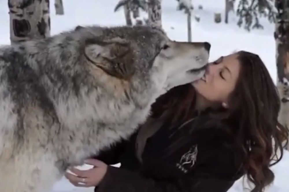 (VIDEO) PITOM KAO PAS: Veliki sivi vuk obožava ljude i igra se s njima