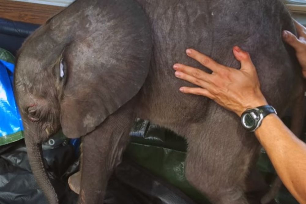 (VIDEO) Spasla ga je od poplave i hijena, slonić sada ne prestaje da prati svog spasioca