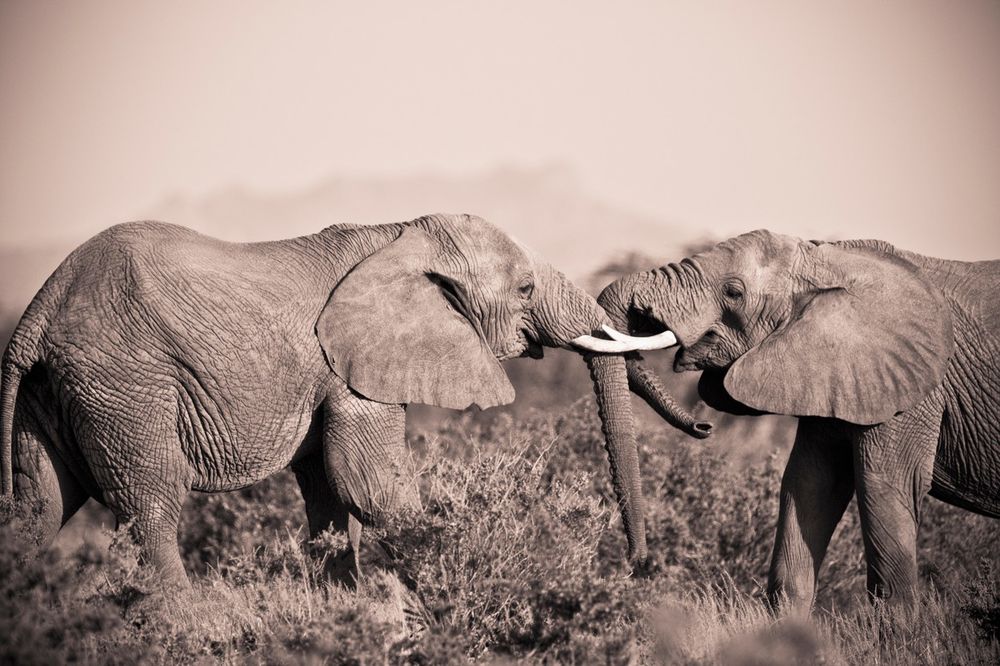 NEMA SREĆE U LJUBAVI: Nesrećno zaljubljeni slon polupao 15 automobila